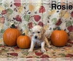 Puppy Rosie Golden Retriever