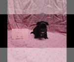 Small #2 Maltipoo