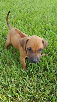 Medium Photo #1 Rhodesian Ridgeback Puppy For Sale in HOUSTON, TX, USA