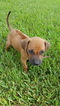 Small Photo #1 Rhodesian Ridgeback Puppy For Sale in HOUSTON, TX, USA