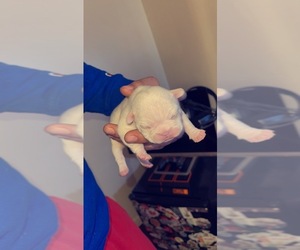 French Bulldog Puppy for sale in NEW BEDFORD, MA, USA