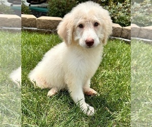 Labradoodle Puppy for sale in INDIANAPOLIS, IN, USA