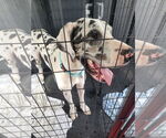 Small #1 Great Dane