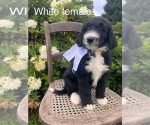 Bernedoodle Puppy for sale in SPENCER, IN, USA