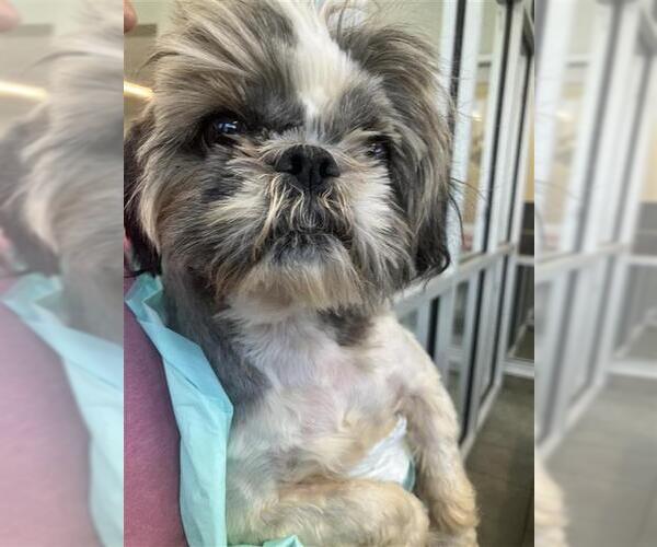 Medium Photo #1 Shih Tzu Puppy For Sale in San Antonio, TX, USA