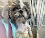 Small Shih Tzu