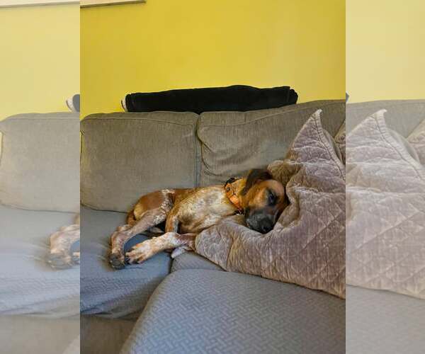 Medium Photo #7 Coonhound-Unknown Mix Puppy For Sale in Westwood, NJ, USA