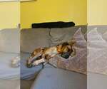 Small #6 Coonhound Mix