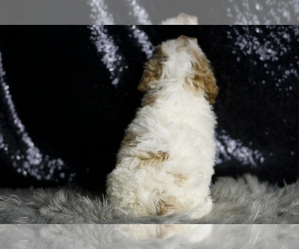 Medium Photo #7 Goldendoodle (Miniature) Puppy For Sale in WARSAW, IN, USA