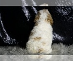 Small #6 Goldendoodle (Miniature)