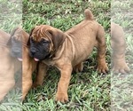 Small Photo #2 Boerboel Puppy For Sale in WEST PALM BCH, FL, USA