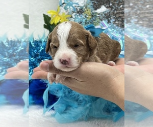 Cavapoo Puppy for Sale in BULLARD, Texas USA