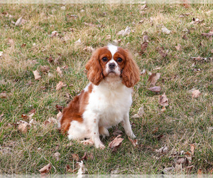 Mother of the Cavalier King Charles Spaniel puppies born on 04/14/2025