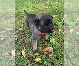 Belgian Malinois Puppy for sale in MULBERRY, FL, USA