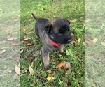 Small Photo #1 Belgian Malinois Puppy For Sale in MULBERRY, FL, USA