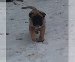 Small Photo #1 Bullmastiff Puppy For Sale in WALKER, MN, USA