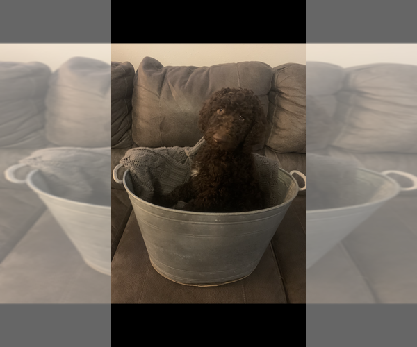Medium Photo #1 Poodle (Standard) Puppy For Sale in BLAND, MO, USA