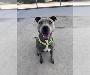Mutt Dogs for adoption in Elk Grove, CA, USA