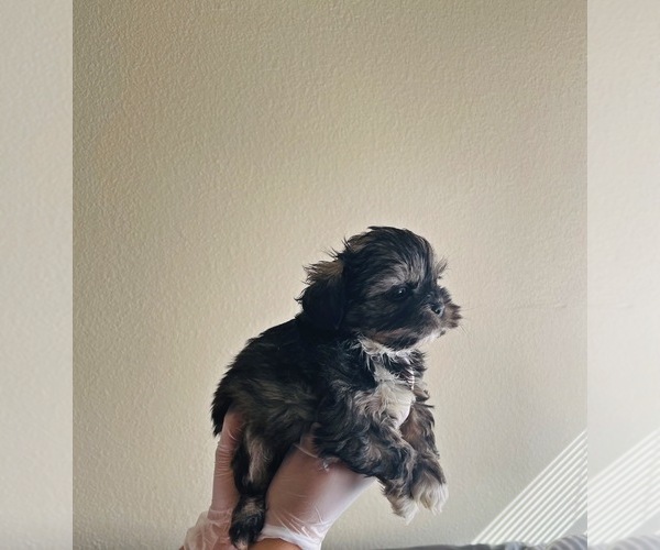 Medium Photo #1 Shih Tzu Puppy For Sale in EL PASO, TX, USA