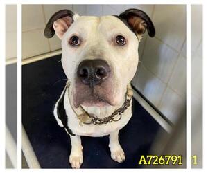 American Staffordshire Terrier-Unknown Mix Dogs for adoption in San Antonio, TX, USA