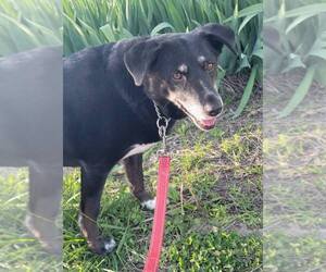 Borador Dogs for adoption in Williamsburg, IA, USA