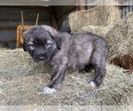 Small Photo #20 Anatolian Shepherd Puppy For Sale in ROBSTOWN, TX, USA