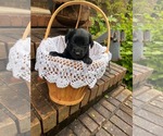 Small Mutt