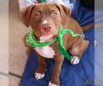 Small #5 Labrador Retriever-Retriever  Mix