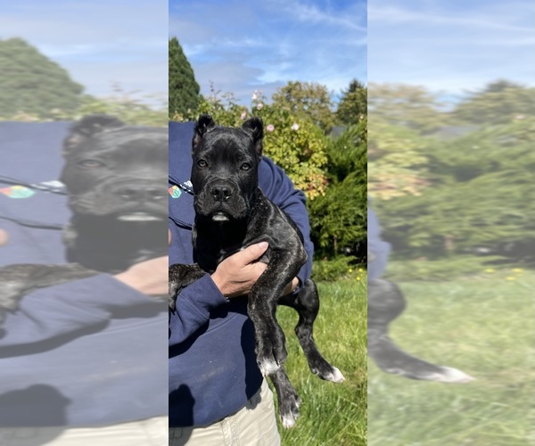 Medium Photo #9 Cane Corso Puppy For Sale in KEIZER, OR, USA
