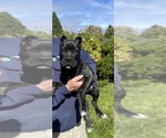 Litter of 3 - Male Cane CorsoLitter of Puppies for Sale - Photo #9