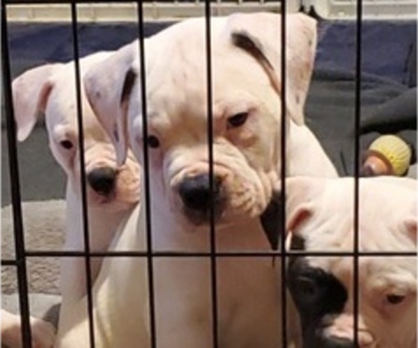 Medium Photo #4 American Bulldog Puppy For Sale in CLAYMONT, DE, USA