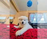Puppy Leo Samoyed