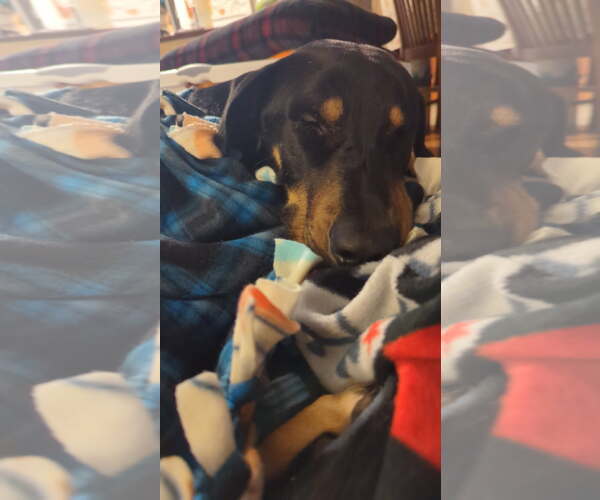 Medium Photo #5 Doberman Pinscher-Unknown Mix Puppy For Sale in Minneaoplis, MN, USA