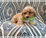 Small Photo #12 Bichpoo Puppy For Sale in LAKELAND, FL, USA