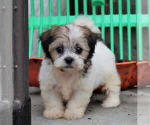 Zuchon Puppy for sale in KINZERS, PA, USA