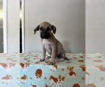 Small Mutt