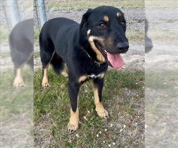 Medium Photo #1 German Shepherd Dog-Unknown Mix Puppy For Sale in Conroe, TX, USA