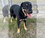 Small German Shepherd Dog Mix
