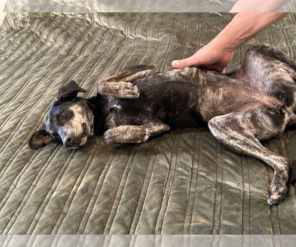 Medium Photo #8 Mutt Puppy For Sale in Alexander, AR, USA
