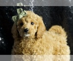 Puppy Caymun F1B Cavapoo