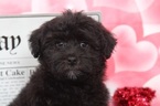 Small Photo #2 Poodle (Toy)-Yorkshire Terrier Mix Puppy For Sale in BEL AIR, MD, USA