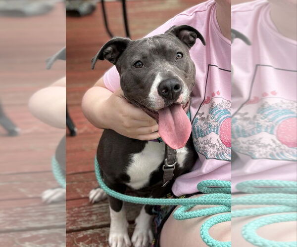 Medium Photo #2 American Pit Bull Terrier-American Staffordshire Terrier Mix Puppy For Sale in Wenonah, NJ, USA