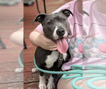 Small #1 American Pit Bull Terrier-American Staffordshire Terrier Mix