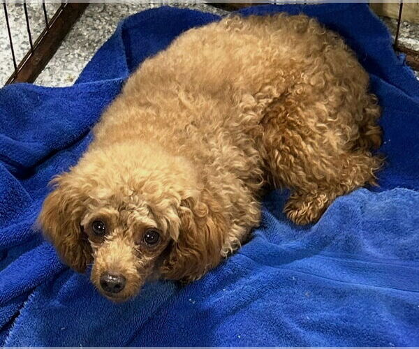 Medium Photo #2 Poodle (Miniature) Puppy For Sale in Fort Wayne, IN, USA