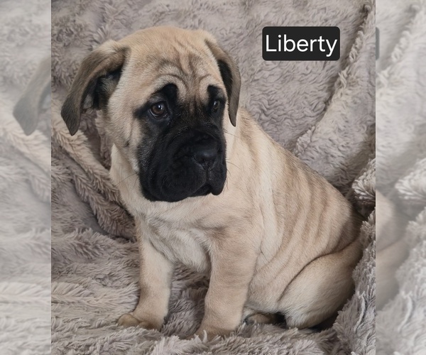 Medium Photo #9 Cane Corso Puppy For Sale in MINERAL WELLS, WV, USA