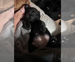 Small Photo #36 Labrador Retriever Puppy For Sale in GIG HARBOR, WA, USA