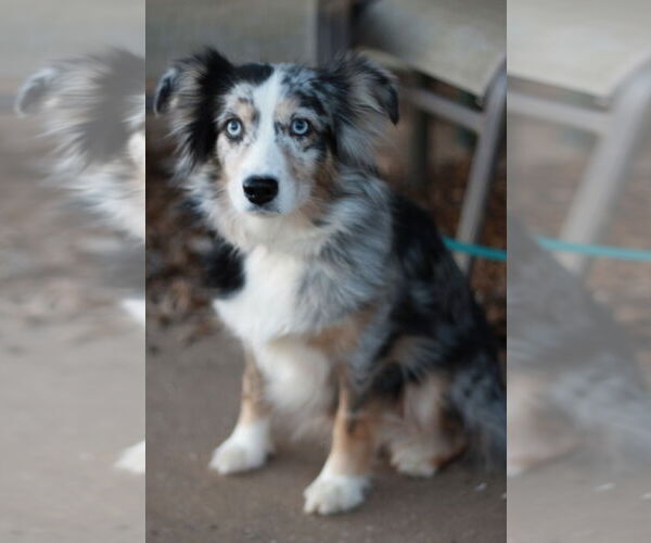 Medium Photo #7 Australian Shepherd Puppy For Sale in Cookeville, TN, USA