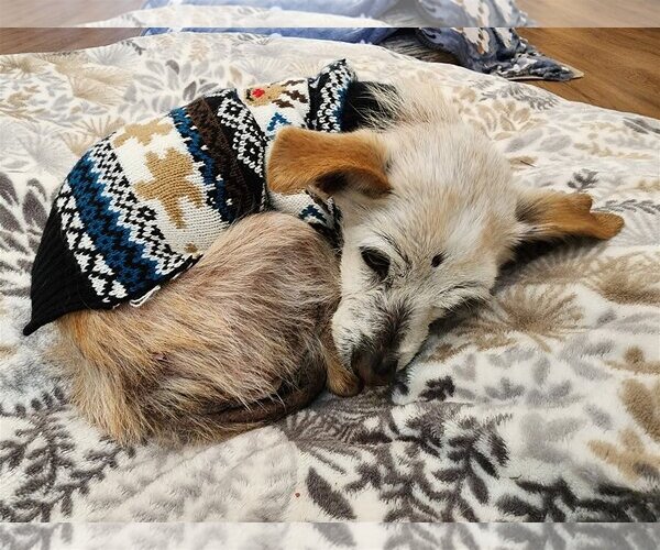 Medium Photo #3 Mutt Puppy For Sale in  Ramona, CA, USA