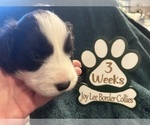 Small Photo #11 Border Collie Puppy For Sale in GIDDINGS, TX, USA