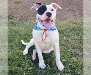 Boxer-Unknown Mix Dogs for adoption in San Antonio, TX, USA